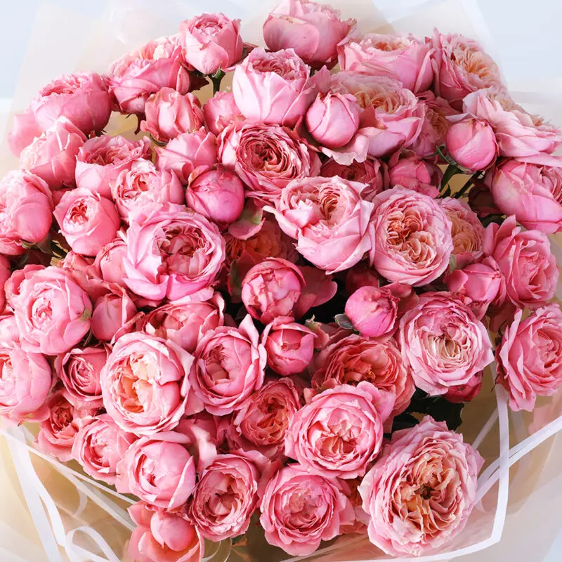 bombastic-light-pink-rose-peony-red-teddy-combo_05 bombastic light pink rose peony red teddy combo 05