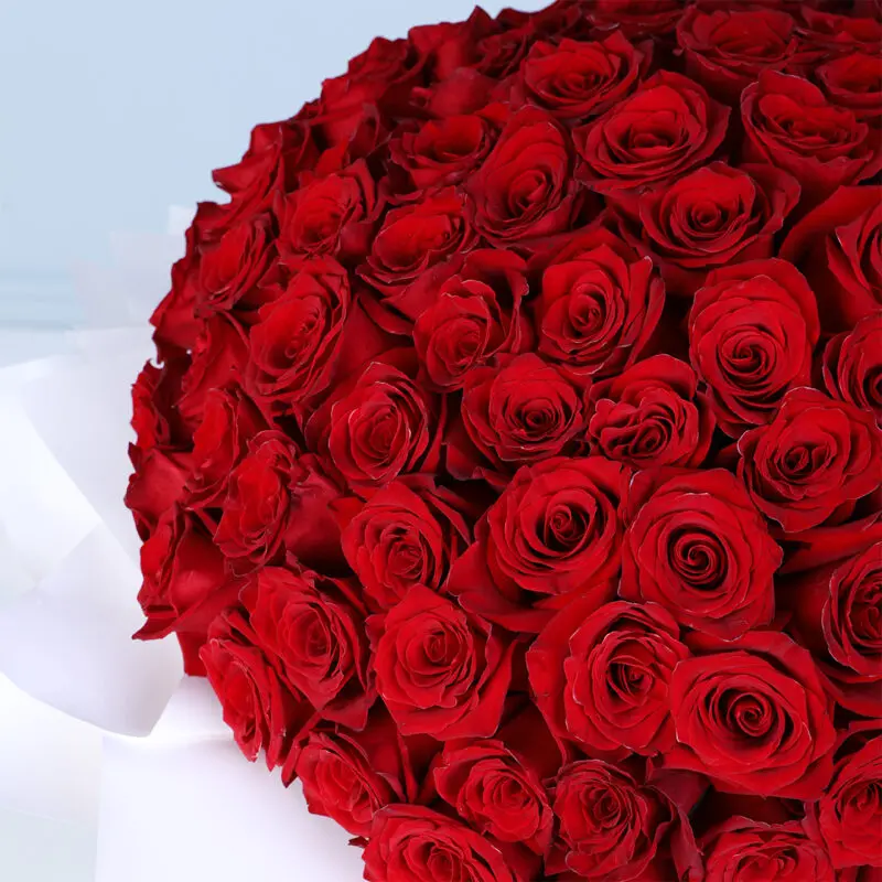cupid ’s-120-ecuador-red-roses-bouquet_05 cupid s 120 ecuador red roses bouquet 05