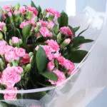 Light Pink Carnations & Red Teddy Combo 4 light-pink-carnations-red-teddy-vday-combo_04