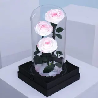 Luxury pink and white preserved roses displayed in glass dome gift arrangement