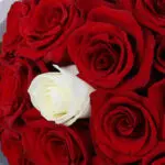 Love in Red & White with Ferrero 5 red-and-white-rose-ferrero_05