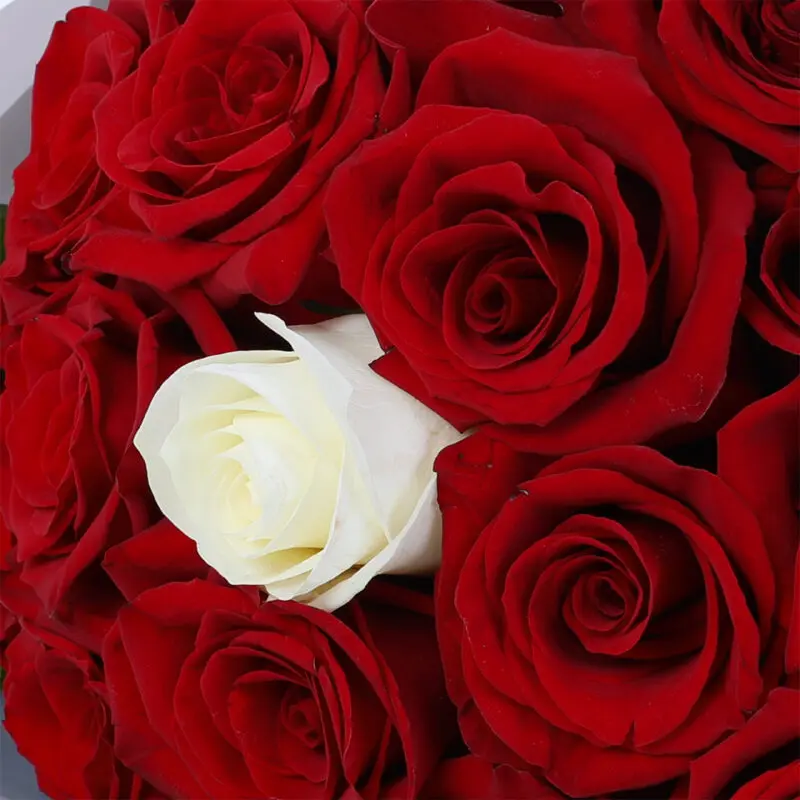 red-and-white-rose-ferrero_05 red and white rose ferrero 05