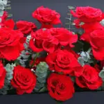 red-roses-executive-box-arrangement_02