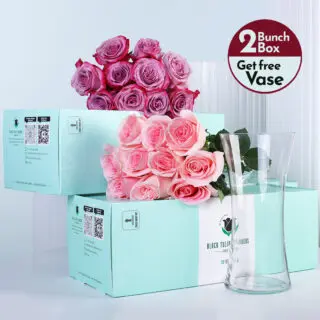 Deep purple roses and pink roses bunches in a green box with vase.