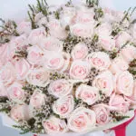 Ecuador Premium Light Pink Roses – 100 Stems 4 ecuador-light-pink-rose-bouquet-100-stems_04