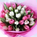 40 Pastel Melody Tulips 3 pink-white-tulip-bouquet-40-stems_03