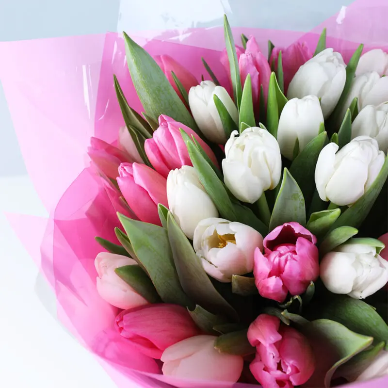 pink-white-tulip-bouquet-40-stems_04 pink white tulip bouquet 40 stems 04
