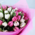 40 Pastel Melody Tulips 5 pink-white-tulip-bouquet-40-stems_05