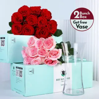 Red roses and Light Pink roses bunches in a green box with vase.