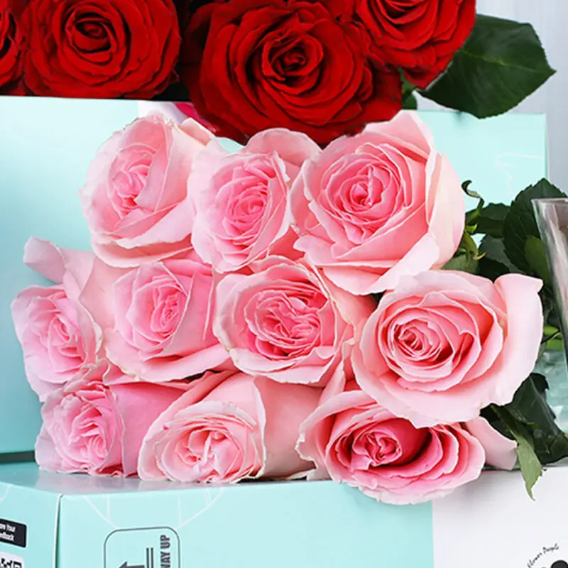 red light pink bunch 05