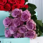 Red & Purple Roses Bunch 5 red-purple-roses-bunch_05