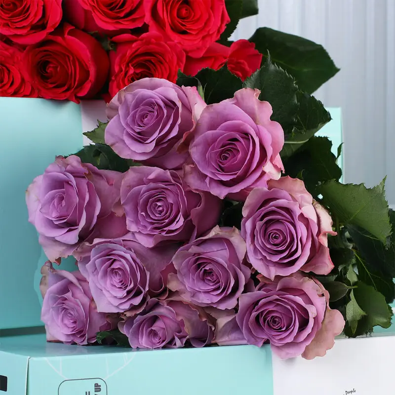 red-purple-roses-bunch_05 red purple roses bunch 05