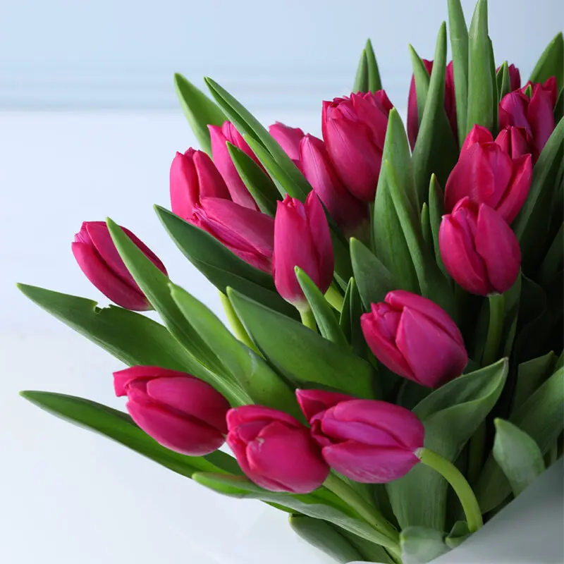 30-purple-tulips-bouquet_04 30 purple tulips bouquet 04