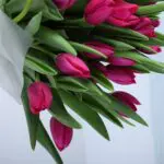 Pink Radiance Tulip Collection 5 30-purple-tulips-bouquet_05