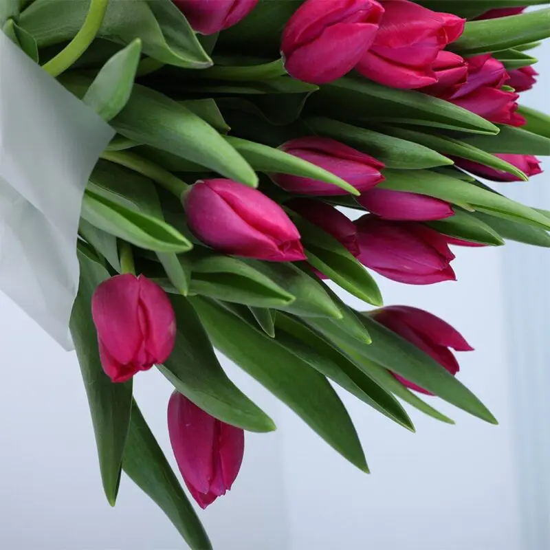 30-purple-tulips-bouquet_05 30 purple tulips bouquet 05 rotated