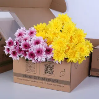 Box-style bunch of Euro Malibu pink and yellow chrysanthemums