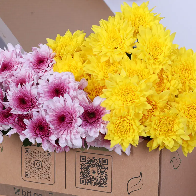 chrysanthemum-euro-malibu-pink-yellow-bunch_02 chrysanthemum euro malibu pink yellow Flower