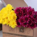 chrysanthemum-euro-purple-yellow-bunch_02