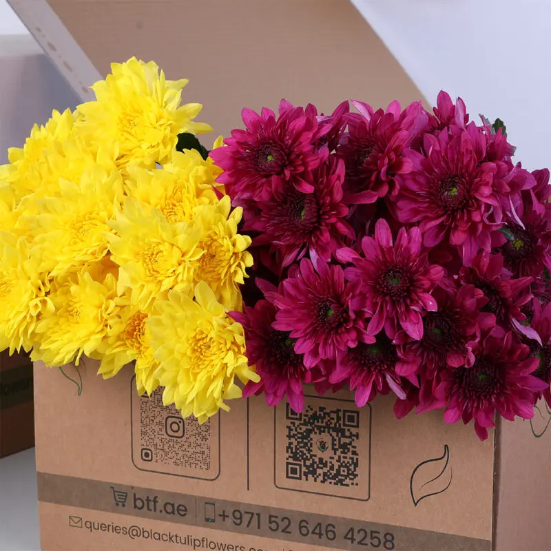 Chrysanthemum Spray Euro Purple & Yellow Bunch