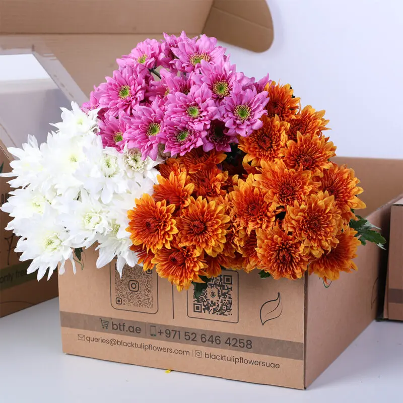 chrysanthemum-euro-spray-stems-set-white-orange-pink Euro spray chrysanthemums in white, orange, and pink displayed upright to show bloom color and texture