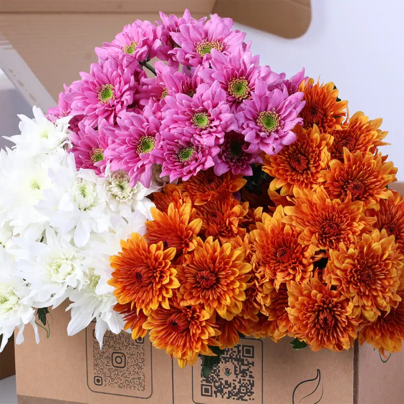 chrysanthemum-euro-spray-stems-set-white-orange-pink_02 Chrysanthemum Spray Stems Set – White, Orange, Pink Flower