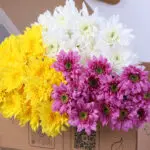 Mixed Colour Euro Spray Chrysanthemum Bunch 2 chrysanthemum-euro-white-yellow-pink-bunch_02