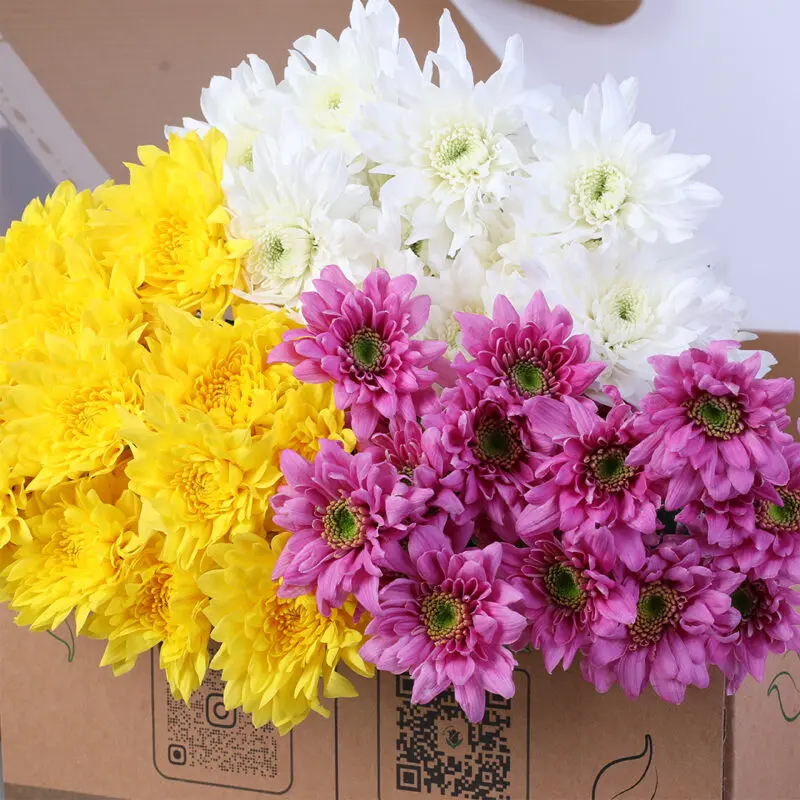 chrysanthemum-euro-white-yellow-pink-bunch_02 Mixed Colour Euro Spray Chrysanthemum Bunch
