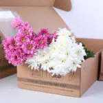 chrysanthemum-light-pink-euro-white-bunch