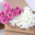 chrysanthemum-light-pink-euro-white-bunch_02