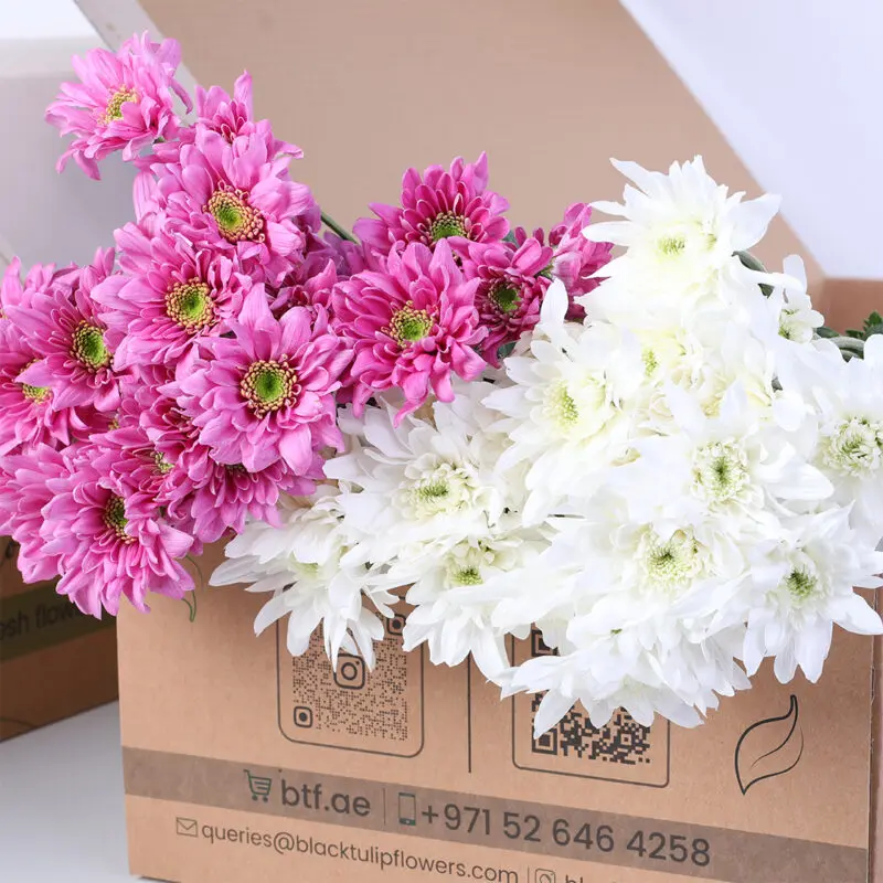 Chrysanthemum Spray Light Pink & Euro White Bunch Flower