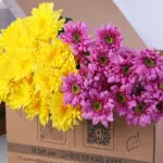 Chrysanthemum Pink Yellow Spray Bunch 2 chrysanthemum-pink-yellow-spray-bunch_02