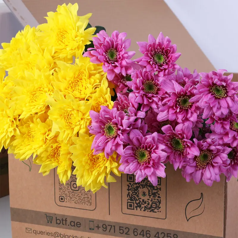 chrysanthemum-pink-yellow-spray-bunch_02 Chrysanthemum Pink Yellow Spray Bunch Flower