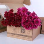 Chrysanthemum Purple & Red Mix Bunch 1 chrysanthemum-purple-red-mix-bunch