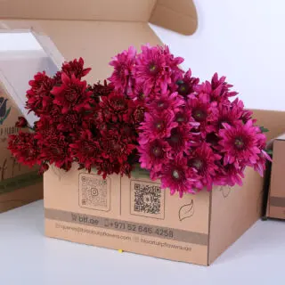 Fresh purple and red Santini spray chrysanthemums arranged and tied neatly in a cardboard box