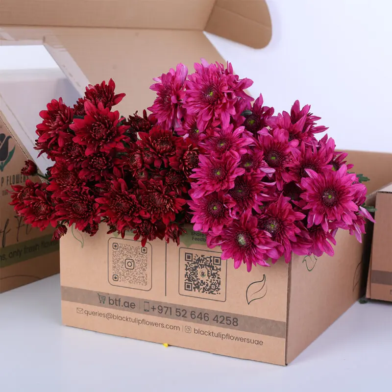 chrysanthemum-purple-red-mix-bunch Fresh purple and red Santini spray chrysanthemums arranged and tied neatly in a cardboard box