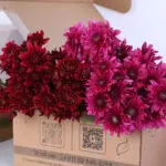 Chrysanthemum Purple & Red Mix Bunch 2 chrysanthemum-purple-red-mix-bunch_02