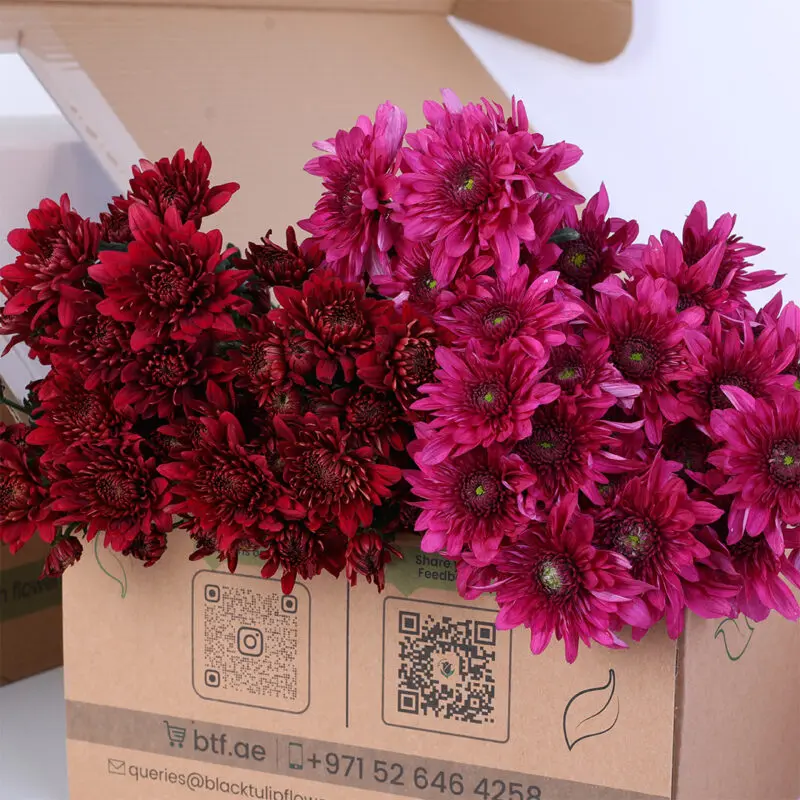 chrysanthemum-purple-red-mix-bunch_02 Chrysanthemum Purple & Red Mix Bunch Flower