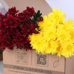 Chrysanthemum Spray Euro Red–Yellow Duo 1 chrysanthemum-red-yellow-duo_02