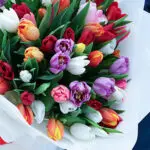 dazzling-tulip-mix_02