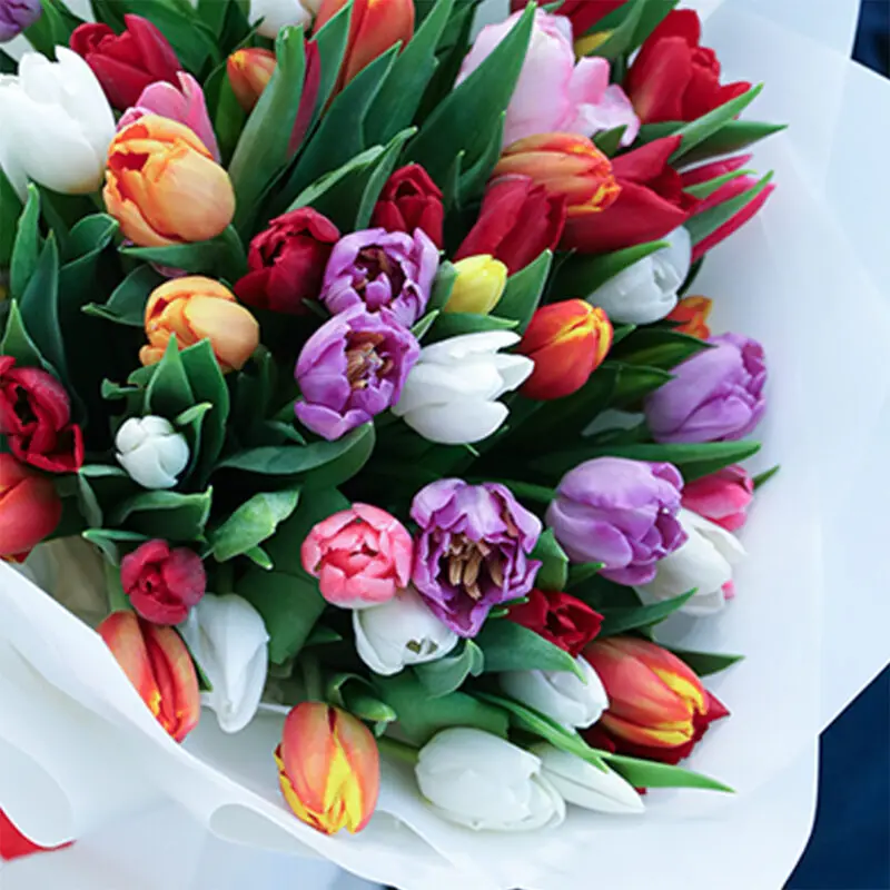 dazzling tulip mix 02