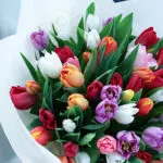 dazzling-tulip-mix_03