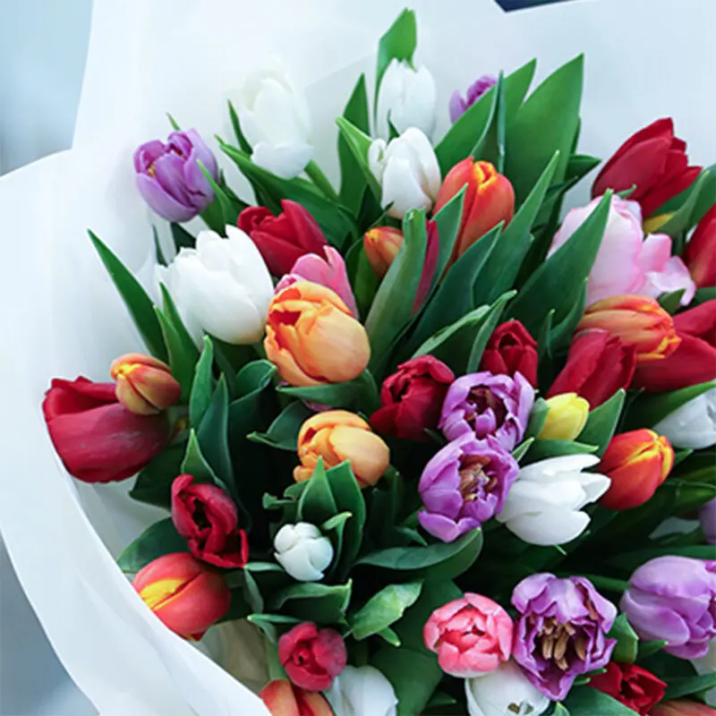 dazzling tulip mix 03