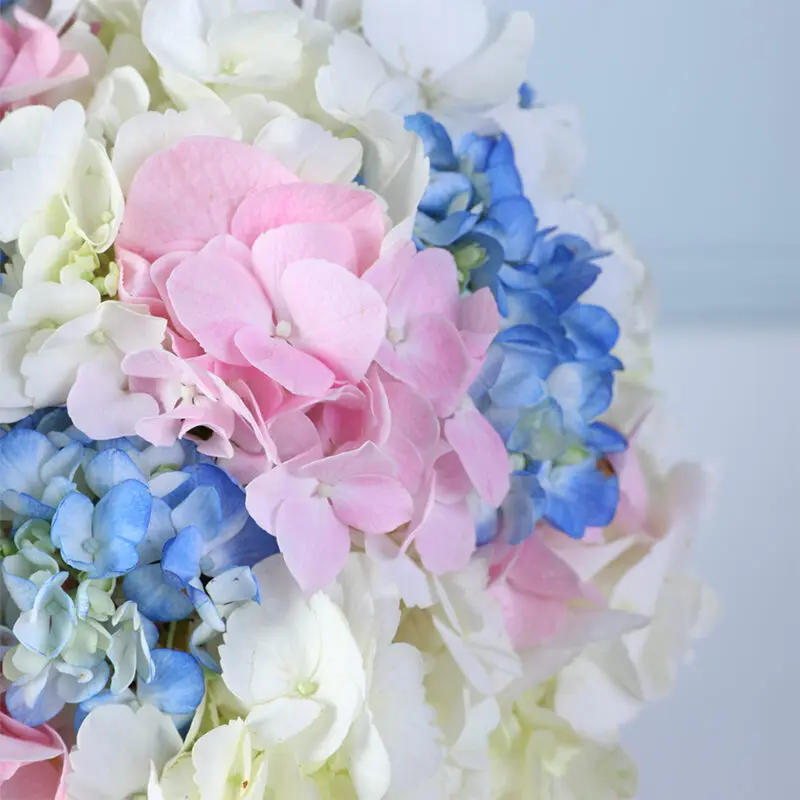full-hydrangea-bloom-box-pink_04 full hydrangea bloom box pink 04