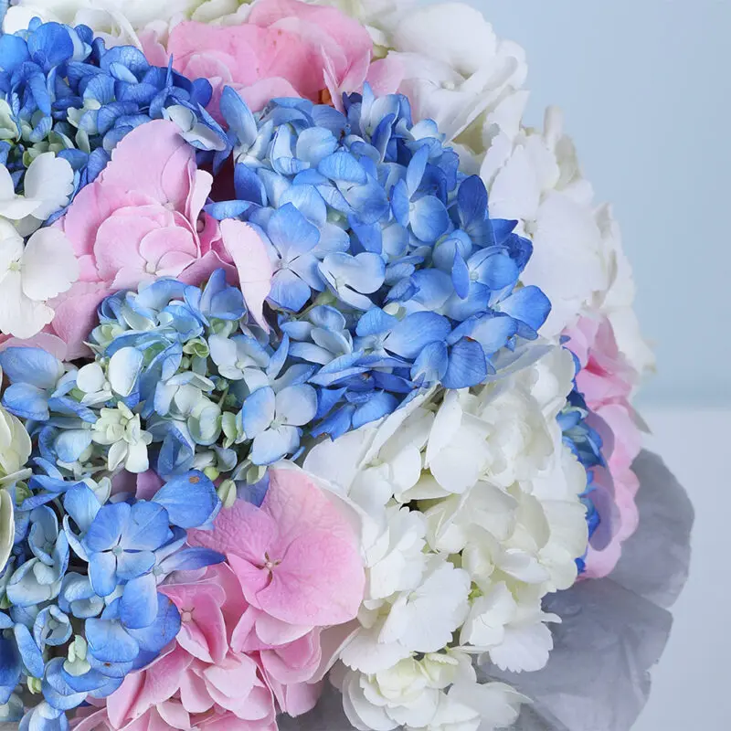 hydrangea-trio-floral-box_04 hydrangea trio floral box 04