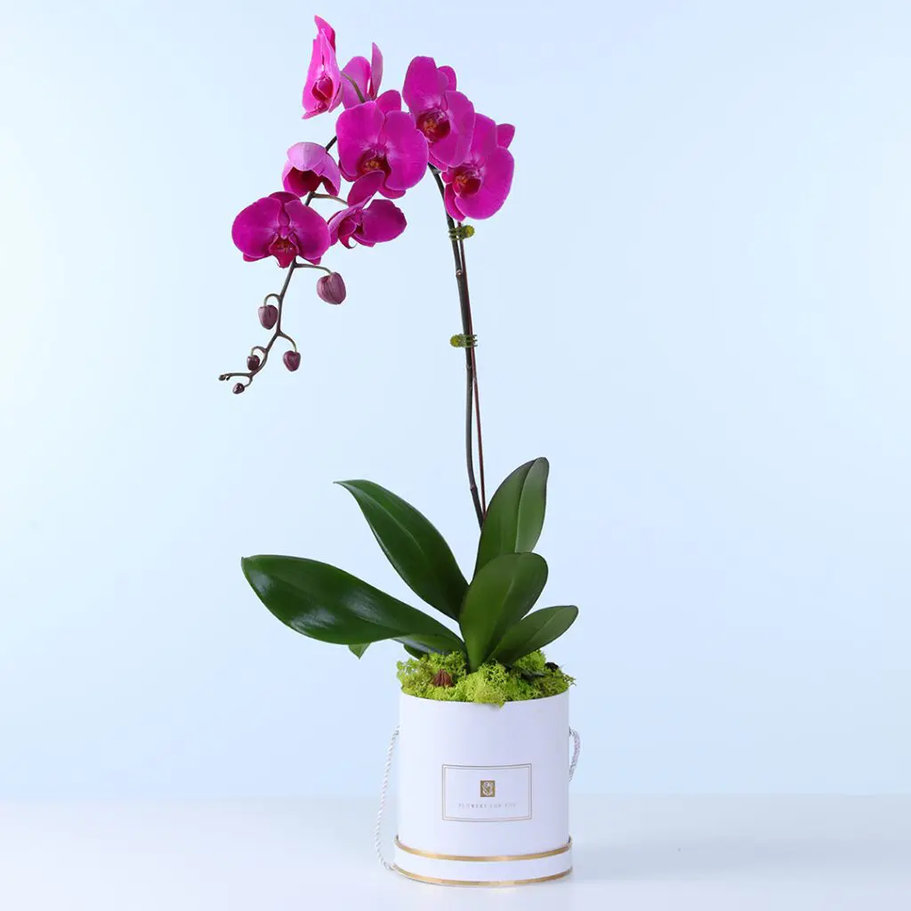 Decorative pot with a blooming purple Phalaenopsis orchid plant for home or office display.