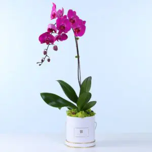 Decorative pot with a blooming purple Phalaenopsis orchid plant for home or office display.