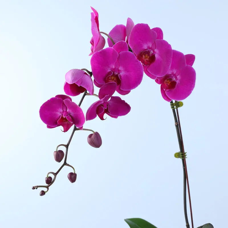 purple phalaenopsis orchid plant 02