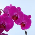 purple-phalaenopsis-orchid-plant_03