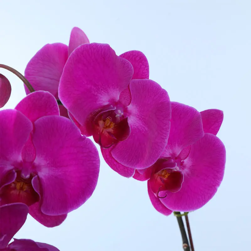 purple phalaenopsis orchid plant 03