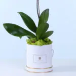 purple-phalaenopsis-orchid-plant_04